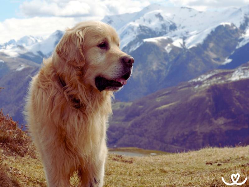 Plemeno-pyrenejsky-horsky-pes (11)